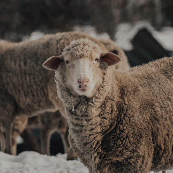 sheep's wool insulation