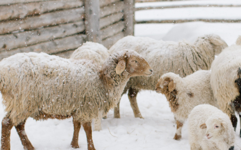 sheep's wool insulation