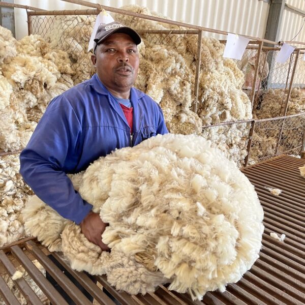 Découvrez notre laine brute - Segard Masurel