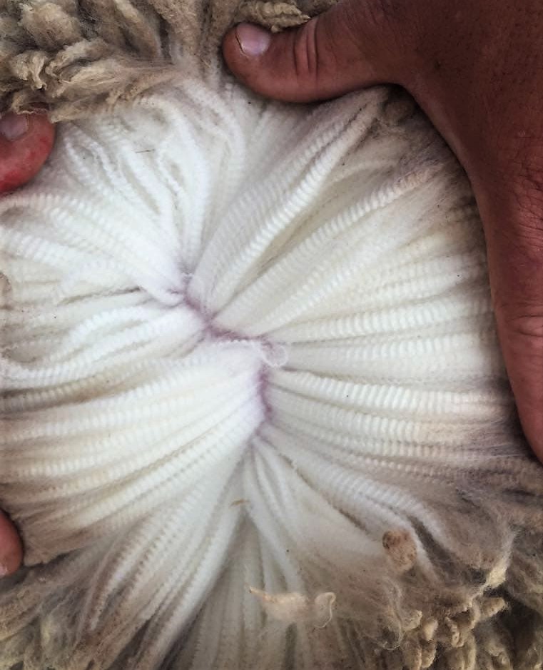 Wool : the natural fibre par excellence